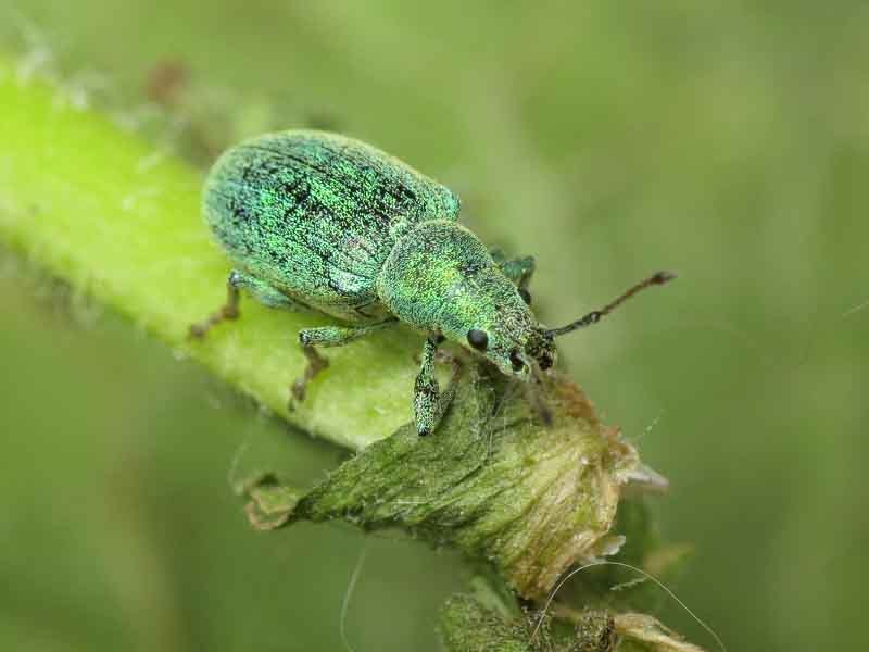 Phyllobius thalassinus Gyllenhal, 1834